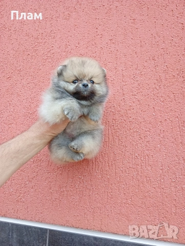 Мъжки Померан, снимка 4 - Померан - 54354486