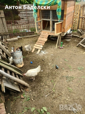 Продавам пилета от свбодни кокошки , снимка 2 - Кокошки и пуйки - 54753057