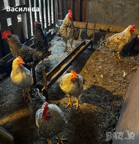 Петлета на 4 месеца от сини и зелени яйца, снимка 5 - Кокошки и пуйки - 54379383