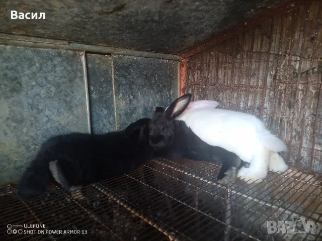 Зайци домашни различни видове, снимка 10 - Други животни - 51395663
