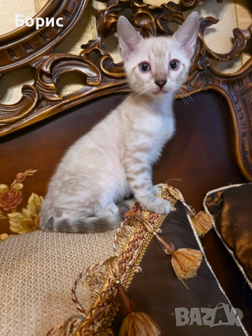 Бенгалско коте