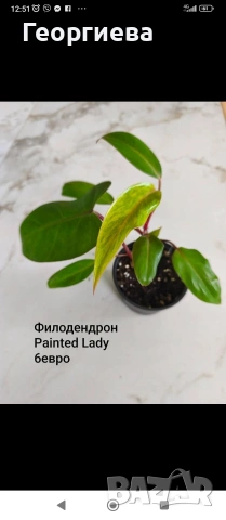 декоративно листни растения 