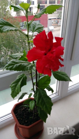 продавам цветя Китайска роза, червена, кичеста, снимка 12 - Стайни растения - 54239402
