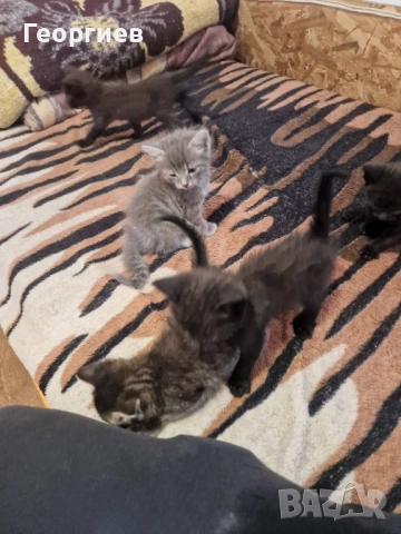 Подарявам котенца