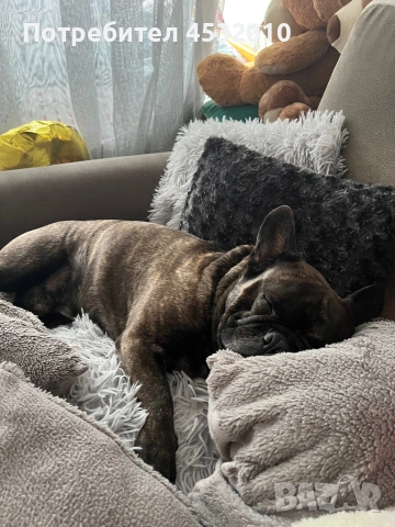 Търся женска за разплод , снимка 6 - Френски булдог - 54184906