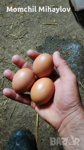 продавам яйца, снимка 2 - Кокошки и пуйки - 54802143