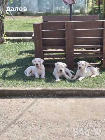 Дого Аржентино / Dogo argentino 