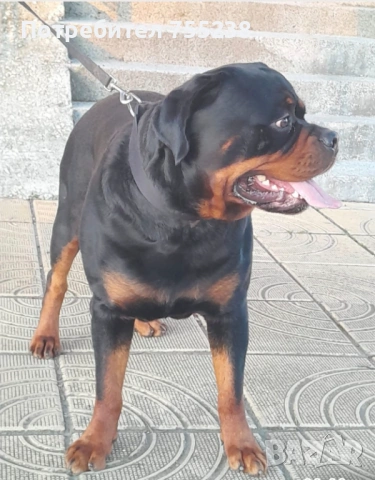 Ротвайлер разплод , снимка 8 - Ротвайлер - 54295206