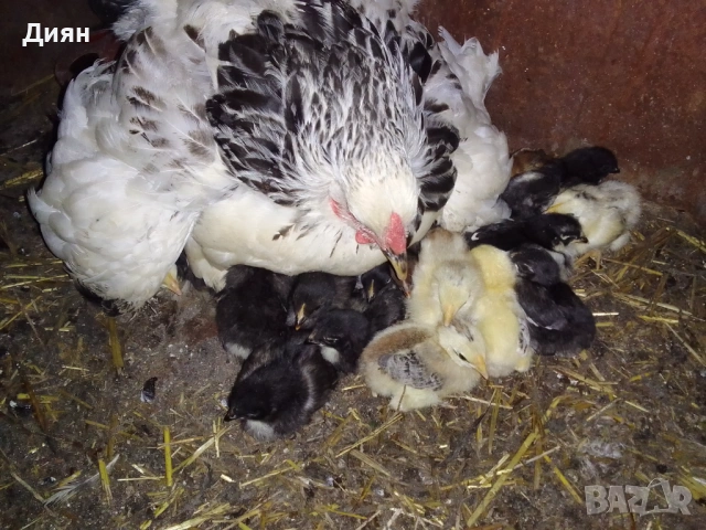 Оплодени кокоши яйца и от патица, снимка 3 - Кокошки и пуйки - 53993009