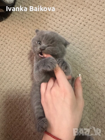 Британски момченца , снимка 7 - Британска късокосместа - 54283945