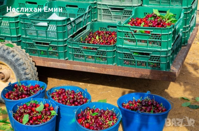 Череши на едро, снимка 2 - Сортови семена и луковици - 54718622