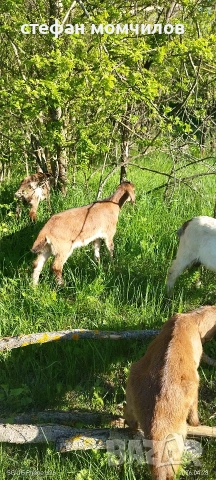 ярета, снимка 11 - Кози - 54345171