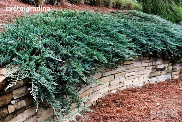 Juniperus squamata ‘Blue Carpet’-Юниперус син килим, снимка 3 - Градински цветя и растения - 55394240