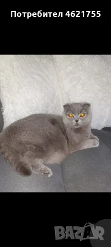 Британски котенца , снимка 12 - Британска късокосместа - 55332864