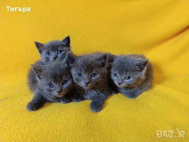 Котета - порода Руска синя котка !, снимка 6 - Руска синя котка - 54482650