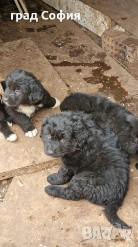 продавам породисти кученца на 40дена-Каракачанки, град Враца, снимка 4 - Каракачанска овчарка - 54187879
