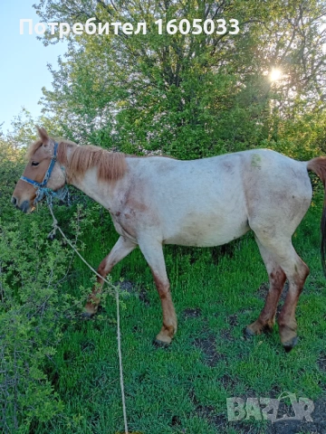 Кубила, снимка 6 - Коне - 54312274