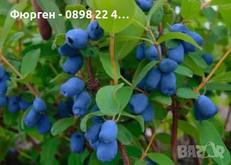 Лоницера Камчатика - Налични 5 Сорта, снимка 2 - Разсади - 55629781