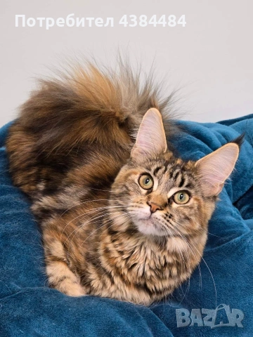 Котенца мейн куун, снимка 7 - Мейн кун - 54137626