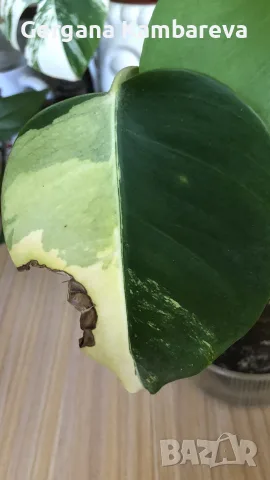 Monstera Marmorata Tricolor , снимка 3 - Стайни растения - 55332291