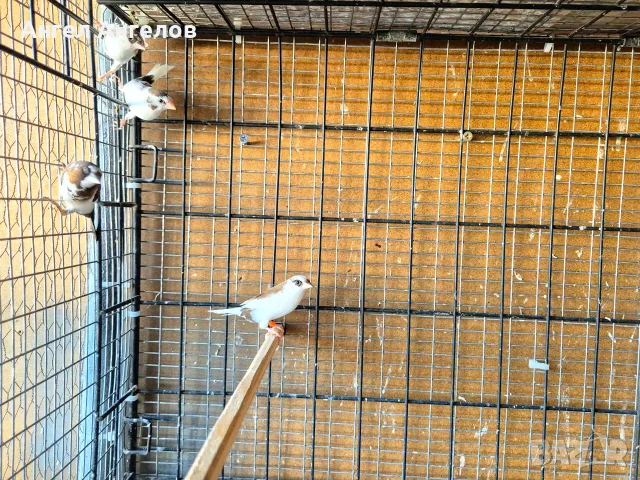 японски амадини , снимка 5 - Амадини - 55683248