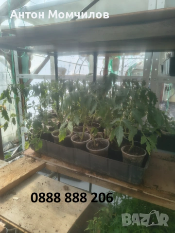 Продавам разсад домати, снимка 2 - Разсади - 54409306