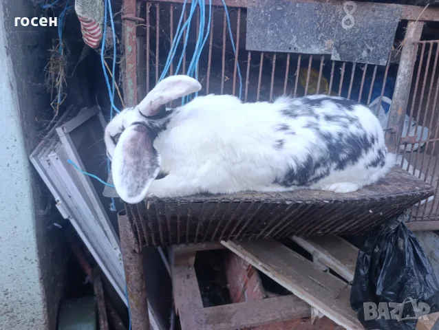 Гъски патици зайци , снимка 4 - други­ - 55699312