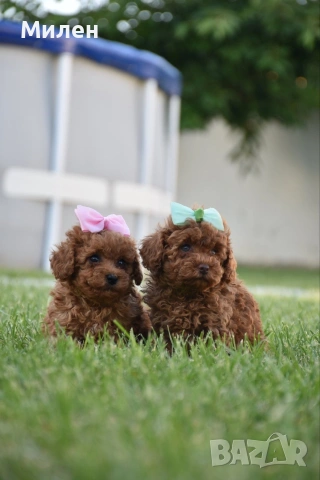 Той пудел Toy poodle, снимка 10 - Пудели - 55006000
