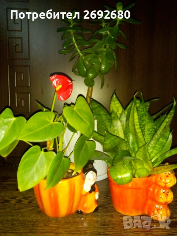 Красула-дървото на живота 60см.+голяма бяла керамична саксия с подложка,сенсевиера,антуриум, снимка 9 - Стайни растения - 45435563