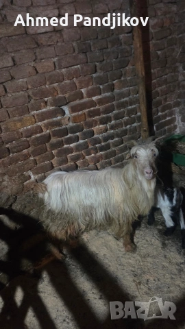 Продавам коза с мъжко яре