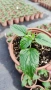 Салвия Мистично Синьо, Salvia 'Misty' blue или по-известна като Градински чай!!, снимка 10