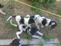 Продавам малки кученца Българско обчарско куче, снимка 4