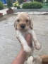 Кокер Шпаньолчета, снимка 4