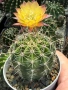 Кактус Echinopsis Hybrid Gold Star уникален цъфтеж с преливащи се омбре цветове, снимка 4