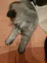 малки белгийски овчарки , снимка 12