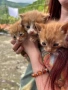 Осинови коте , снимка 1