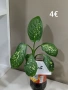  Дифенбахия, Сентполия, Алое вера, снимка 16