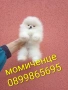 Бели мини Померани. Реални снимки от 04.04.26 г., снимка 1