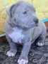 питбул блу нос мъжки и женски, снимка 2