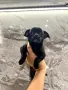 Очарователни Чихуахуа - обезпаразитени и готови за нов дом!❤️❤️❤️😊, снимка 1