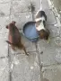 Малки кученца ловни , снимка 5