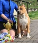 Ам Стаф Senduran Legacу FCI Кучило Б! 🐾, снимка 8
