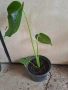 Monstera deliciosa реалните растения на последните снимки , снимка 3