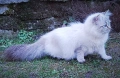 Невски маскарадни котенца , снимка 8