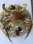 Препариран син морски краб, снимка 4