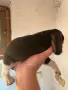 Продавам Бигъл  ., снимка 8