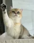 Британски късокосмести златни чинчили, снимка 4