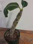 Impatiens mirabilis, снимка 2