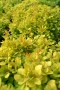 Берберис Мария, Berberis thunbergii ‘Maria'!!!, снимка 2