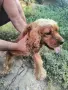Продават се две кокер шпаньолки, снимка 3